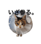 猛将の姫 おこめ（個別スタンプ：8）