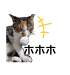 猛将の姫 おこめ（個別スタンプ：9）