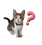 猛将の姫 おこめ（個別スタンプ：10）