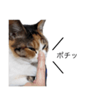 猛将の姫 おこめ（個別スタンプ：11）