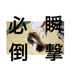 猛将の姫 おこめ（個別スタンプ：12）