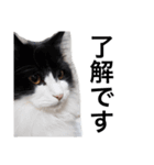 猛将の姫 おこめ（個別スタンプ：13）