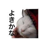 猛将の姫 おこめ（個別スタンプ：19）