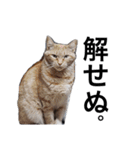 猛将の姫 おこめ（個別スタンプ：20）