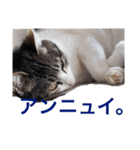 猛将の姫 おこめ（個別スタンプ：22）