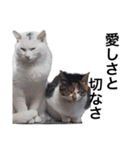 猛将の姫 おこめ（個別スタンプ：24）