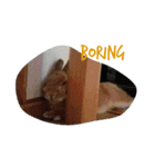 ピピの日々（個別スタンプ：2）