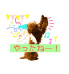 トイプー❤️ショコロン❤️毎日用（個別スタンプ：5）