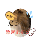 トイプー❤️ショコロン❤️毎日用（個別スタンプ：12）