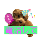 トイプー❤️ショコロン❤️毎日用（個別スタンプ：13）