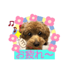 トイプー❤️ショコロン❤️毎日用（個別スタンプ：18）