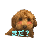 トイプー❤️ショコロン❤️毎日用（個別スタンプ：20）