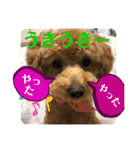 トイプー❤️ショコロン❤️毎日用（個別スタンプ：23）