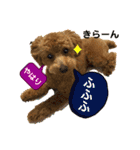 トイプー❤️ショコロン❤️毎日用（個別スタンプ：24）