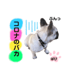 フレンチブルドッグ‎´•ﻌ•`バビ（個別スタンプ：1）