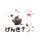 フレンチブルドッグ‎´•ﻌ•`バビ（個別スタンプ：2）
