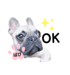 フレンチブルドッグ‎´•ﻌ•`バビ（個別スタンプ：3）