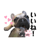 フレンチブルドッグ‎´•ﻌ•`バビ（個別スタンプ：9）