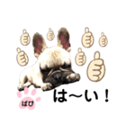 フレンチブルドッグ‎´•ﻌ•`バビ（個別スタンプ：16）