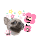 フレンチブルドッグ‎´•ﻌ•`バビ（個別スタンプ：19）