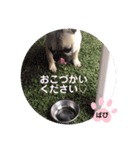 フレンチブルドッグ‎´•ﻌ•`バビ（個別スタンプ：20）