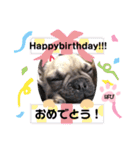 フレンチブルドッグ‎´•ﻌ•`バビ（個別スタンプ：22）