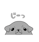 パグスタ(ずちゃ（個別スタンプ：16）