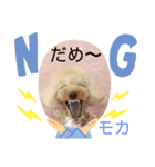 トイプのモカちゃんでぇ〜す（個別スタンプ：5）