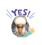 癒されインコのかわいいスタンプ①（個別スタンプ：2）