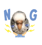 癒されインコのかわいいスタンプ①（個別スタンプ：3）