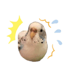 癒されインコのかわいいスタンプ①（個別スタンプ：4）