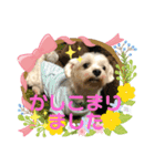 うちのまろ2（個別スタンプ：6）