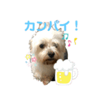 うちのまろ2（個別スタンプ：13）