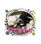 うちのまろ2（個別スタンプ：15）