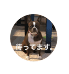 茶色のボストンテリア（実写）2（個別スタンプ：2）