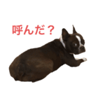 茶色のボストンテリア（実写）2（個別スタンプ：3）
