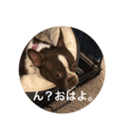 茶色のボストンテリア（実写）2（個別スタンプ：5）
