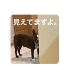茶色のボストンテリア（実写）2（個別スタンプ：6）
