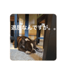 茶色のボストンテリア（実写）2（個別スタンプ：9）