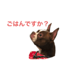 茶色のボストンテリア（実写）2（個別スタンプ：10）