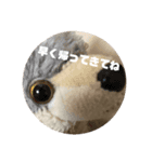 てらさん直筆の絵を使ったスタンプ（個別スタンプ：7）