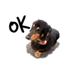 my little dog Claudine_20200524180613（個別スタンプ：1）