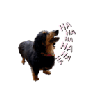 my little dog Claudine_20200524180613（個別スタンプ：3）
