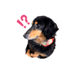 my little dog Claudine_20200524180613（個別スタンプ：4）