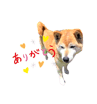 my little dog Claudine_20200524180613（個別スタンプ：8）
