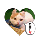白太郎とアトム（個別スタンプ：1）