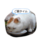 白太郎とアトム（個別スタンプ：3）