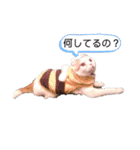 白太郎とアトム（個別スタンプ：5）