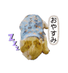 白太郎とアトム（個別スタンプ：7）