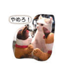 白太郎とアトム（個別スタンプ：10）